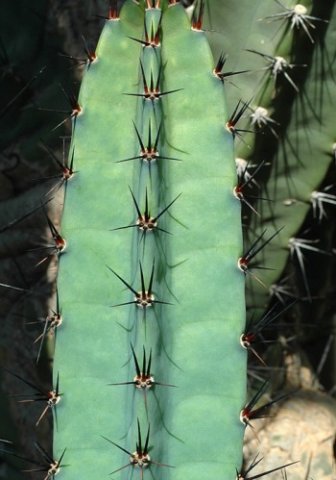 Cereus_chalybaeus